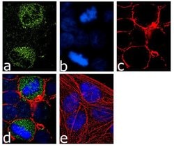 Invitrogen Phospho-MEK1 (Thr386) Recombinant Superclonal Antibody 100 &mu;g;