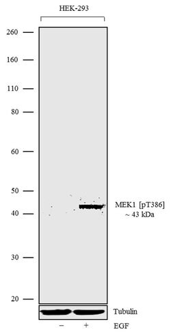 Invitrogen Phospho-MEK1 (Thr386) Recombinant Superclonal Antibody 100 &mu;g;
