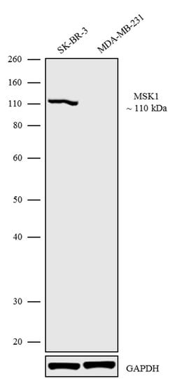 Invitrogen MSK1 Recombinant Superclonal Antibody 100 &mu;g; Unconjugated:Antibodies,