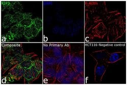 Invitrogen RIP3 Recombinant Superclonal Antibody 100 &mu;g; Unconjugated:Antibodies,