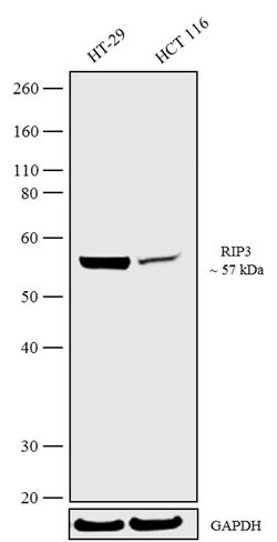 Invitrogen RIP3 Recombinant Superclonal Antibody 100 &mu;g; Unconjugated:Antibodies,