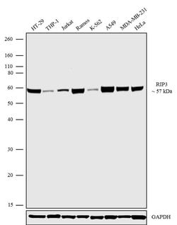 Invitrogen RIP3 Recombinant Superclonal Antibody 100 &mu;g; Unconjugated:Antibodies,