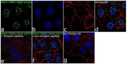 Phospho-PAK4/6/7 (Ser474) Recombinant Superclonal Antibody:Antibodies,
