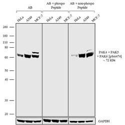 Phospho-PAK4/6/7 (Ser474) Recombinant Superclonal Antibody:Antibodies,