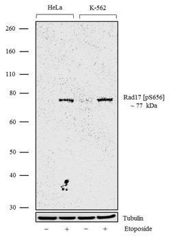 Invitrogen Phospho-RAD17 (Ser656) Recombinant Superclonal Antibody (12HCLC)