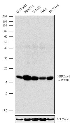 Invitrogen H3R2me1 Recombinant Superclonal Antibody 100 &mu;g; Unconjugated:Antibodies,