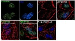 Invitrogen H3R2me1 Recombinant Superclonal Antibody 100 &mu;g; Unconjugated:Antibodies,