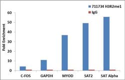 Invitrogen H3R2me1 Recombinant Superclonal Antibody 100 &mu;g; Unconjugated:Antibodies,