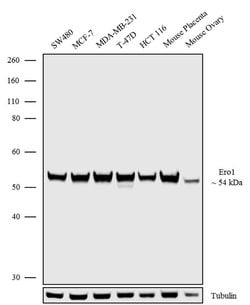 Invitrogen ERO1L Recombinant Superclonal Antibody 100 &mu;g; Unconjugated:Anticuerpos