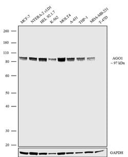 Invitrogen AGO1 Recombinant Superclonal Antibody 100 &mu;g; Unconjugated:Antibodies,