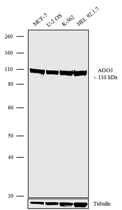 Invitrogen Argonaute 3 Recombinant Superclonal Antibody 100 &mu;g; Unconjugated:Antibodies,