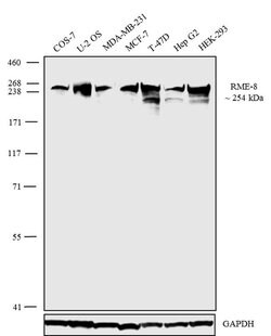 Invitrogen DNAJC13 Recombinant Superclonal Antibody 100 &mu;g; Unconjugated:Antibodies,