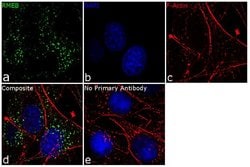 Invitrogen DNAJC13 Recombinant Superclonal Antibody 100 &mu;g; Unconjugated:Antibodies,