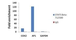 Invitrogen STAT5 beta Polyclonal Antibody 100 &mu;g; Unconjugated:Antibodies,