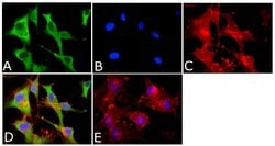 Invitrogen Annexin A1 Polyclonal Antibody 100 &mu;L; Unconjugated:Antibodies,
