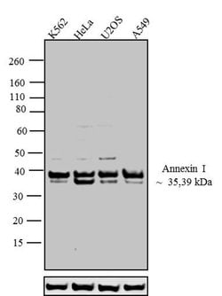 Invitrogen Annexin A1 Polyclonal Antibody 100 &mu;L; Unconjugated:Antibodies,