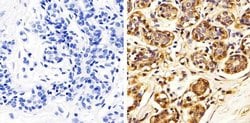 Invitrogen Annexin A1 Polyclonal Antibody 100 &mu;L; Unconjugated:Antibodies,