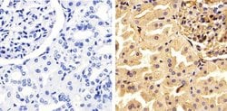 Invitrogen Annexin A1 Polyclonal Antibody 100 &mu;L; Unconjugated:Antibodies,