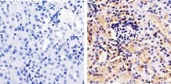 Invitrogen Annexin A1 Polyclonal Antibody 100 &mu;L; Unconjugated:Antibodies,