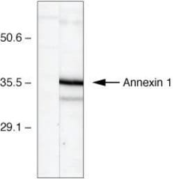 Invitrogen Annexin A1 Polyclonal Antibody 100 &mu;L; Unconjugated:Antibodies,