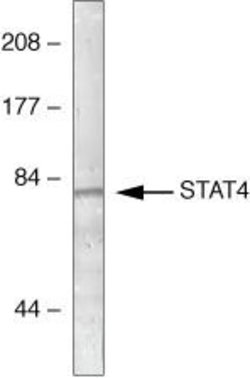 Invitrogen STAT4 Polyclonal Antibody 100 &mu;g; Unconjugated:Antibodies,
