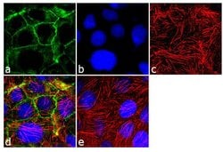 Invitrogen Pan-cadherin Polyclonal Antibody 100 &mu;g; Unconjugated:Antibodies,