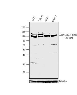 Invitrogen Pan-cadherin Polyclonal Antibody 100 &mu;g; Unconjugated:Antibodies,