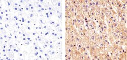 Invitrogen Pan-cadherin Polyclonal Antibody 100 &mu;g; Unconjugated:Antibodies,