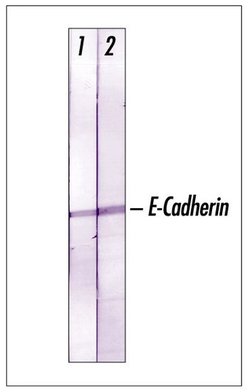 Invitrogen Pan-cadherin Polyclonal Antibody 100 &mu;g; Unconjugated:Antibodies,