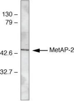 Invitrogen METAP2 Polyclonal Antibody 100 &mu;g; Unconjugated:Antibodies,