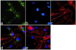 Invitrogen PAK1 Polyclonal Antibody 100 &mu;g; Unconjugated:Antibodies,