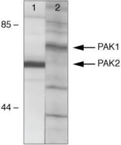 Invitrogen PAK1 Polyclonal Antibody 100 &mu;g; Unconjugated:Antibodies,