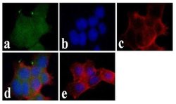 Invitrogen LNX1 Polyclonal Antibody 100 &mu;g; Unconjugated:Antibodies,