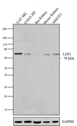 Invitrogen LNX1 Polyclonal Antibody 100 &mu;g; Unconjugated:Antibodies,