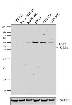 Invitrogen LNX2 Polyclonal Antibody 100 &mu;g; Unconjugated:Antibodies,