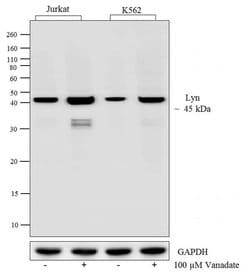 Invitrogen Phospho-Lyn (Tyr507) Polyclonal Antibody 100 &mu;g; Unconjugated:Antibodies,