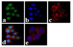Invitrogen Phospho-Lyn (Tyr507) Polyclonal Antibody 100 &mu;g; Unconjugated:Antibodies,