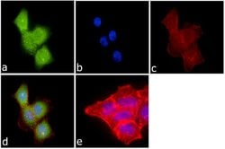 Invitrogen SALL4 Polyclonal Antibody 100 &mu;g; Unconjugated:Antibodies,