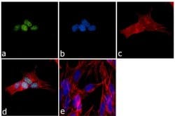 Invitrogen GLIS1 Polyclonal Antibody 100 &mu;g; Unconjugated:Antibodies,