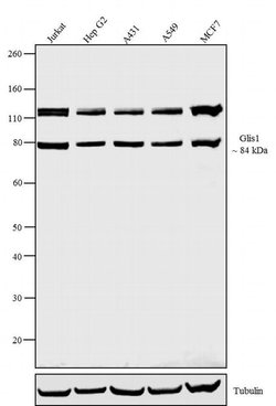 Invitrogen GLIS1 Polyclonal Antibody 100 &mu;g; Unconjugated:Antibodies,