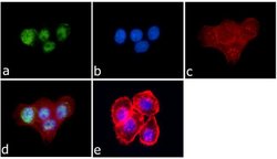Invitrogen JunD Polyclonal Antibody 100 &mu;g; Unconjugated:Antibodies,