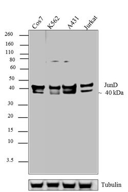 Invitrogen JunD Polyclonal Antibody 100 &mu;g; Unconjugated:Antibodies,