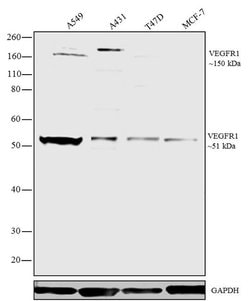 Invitrogen VEGF Receptor 1 Polyclonal Antibody 100 &mu;g; Unconjugated:Antibodies,