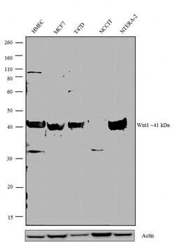 WNT1 Polyclonal Antibody 100 &mu;g | Buy Online | Thermo Scientific | Fisher Scientific