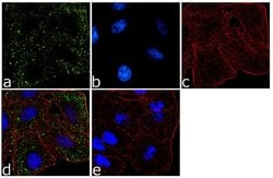 WNT1 Polyclonal Antibody
