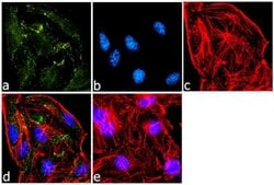 Invitrogen ATG3 Polyclonal Antibody 100 &mu;g; Unconjugated:Antibodies,