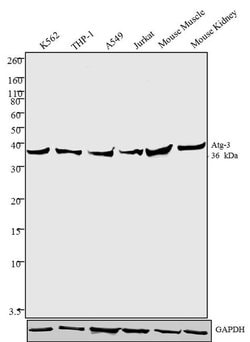 Invitrogen ATG3 Polyclonal Antibody 100 &mu;g; Unconjugated:Antibodies,