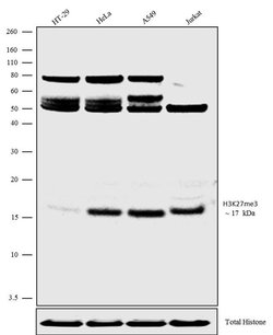Invitrogen H3K27me3 Polyclonal Antibody 100 &mu;g | Buy Online | Invitrogen&trade; | Fisher Scientific