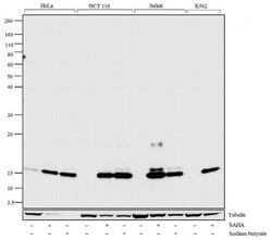 Invitrogen H2AK5ac Polyclonal Antibody 100 &mu;g; Unconjugated:Antibodies,