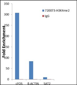Di-Methyl-Histone H3 (Lys4) Rabbit anti-Human, Polyclonal, Invitrogen 100